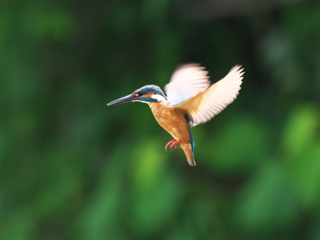 ショット数2002回✨Olympus E-510 発表会 野外撮影に❣️ OLYMPUS】OM-D E-M5 MarkIII 実写レビュー | カメラレンタルの専門店