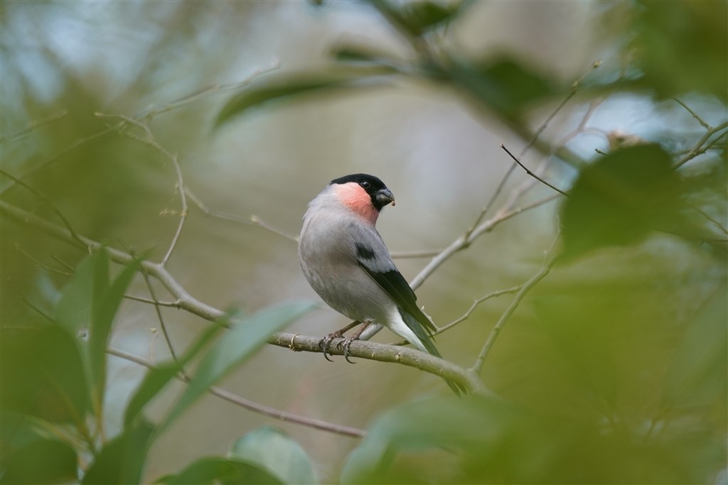 最新のカメラでも素晴らしい写りです♪（＾＾』 CANON EF400mm F5.6L USM のクチコミ掲示板 - 価格.com