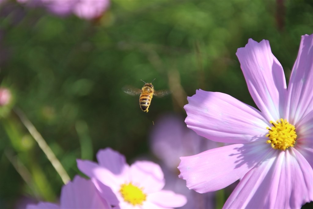 Canon eos 7d mark Ⅱの標準ズームレンズについて』 CANON EOS 7D Mark