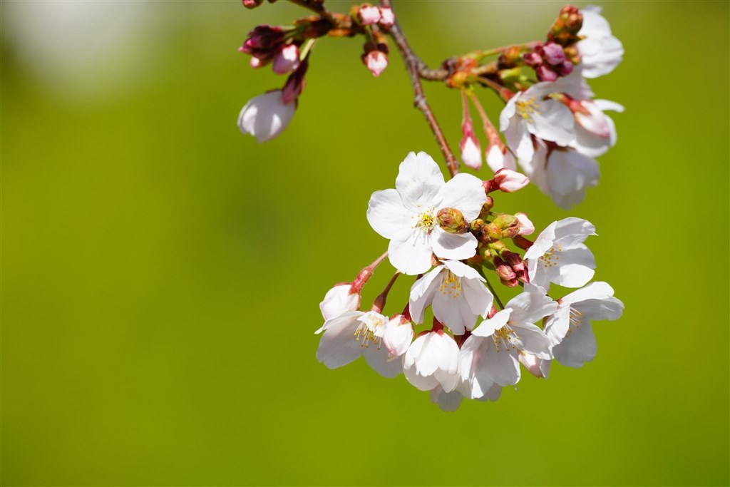 桜⭐︎ 荻窪カメラのさくらや / ソニー E 70-350/ 4.5-6.3 G OSS