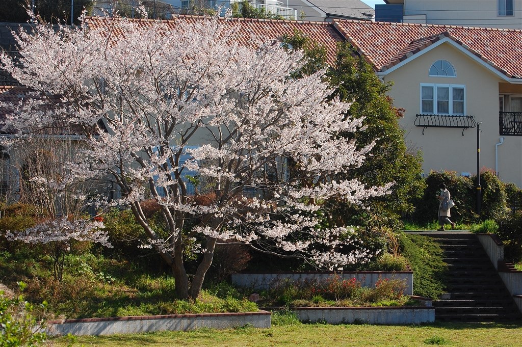 D40と綴る有可違な春夏秋冬 令和フォトちゃんぽん クチコミ掲示板 価格 Com