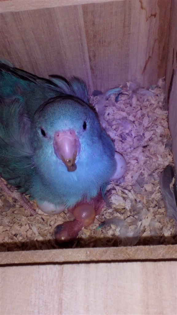 祝！「豆瑠璃羽」二世誕生 ブルーパイド (^^♪』 インコ マメルリハ の