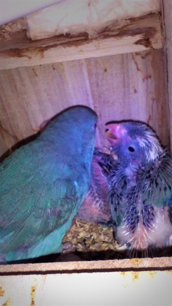 鳥 インコ すべてのクチコミ 価格 Com