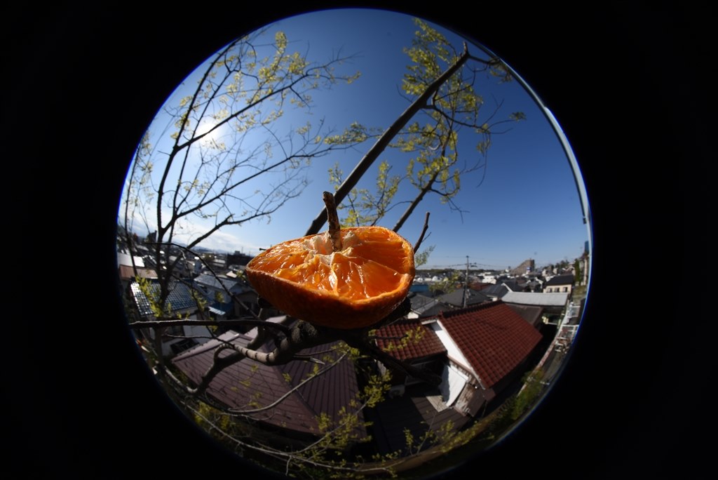 AFスイッチについて』 シグマ 8mm F3.5 EX DG CIRCULAR FISHEYE (ﾆｺﾝ