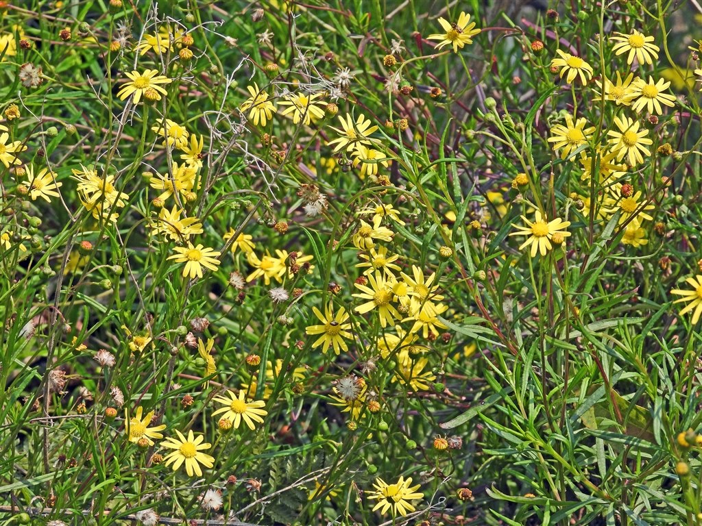 Coolpixで張り逃げ 令和2年 その6 ニコン Coolpix P1000 のクチコミ掲示板 価格 Com