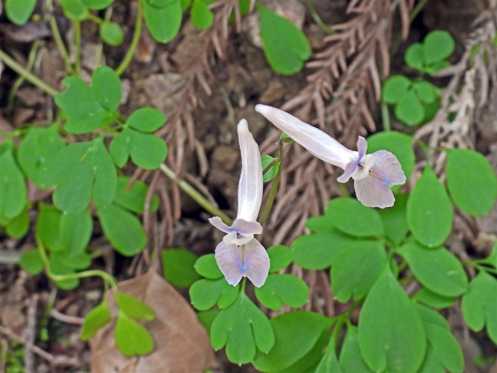 Coolpixで張り逃げ 令和2年 その6 ニコン Coolpix P1000 のクチコミ掲示板 価格 Com