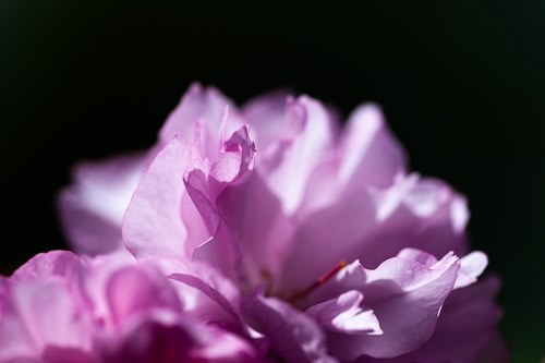 無敵のマクロ 最後の在庫 シグマ Apo Macro 180mm F2 8 Ex Dg Os Hsm ソニー用 のクチコミ掲示板 価格 Com