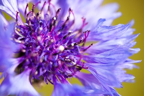 シグマ APO MACRO 180mm F2.8 EX DG OS HSMソニー Sigma 180mm f/2.8 APO EX DG OS HSM Macro Lens Review