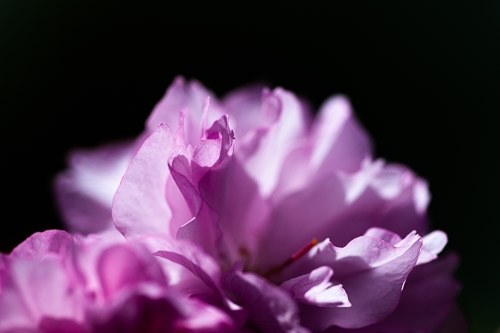 Isamu★シグマ APO MACRO 180㎜ F2.8 EX DG Amazon.com : Sigma 180mm F2.8 EX APO DG HSM OS Macro for