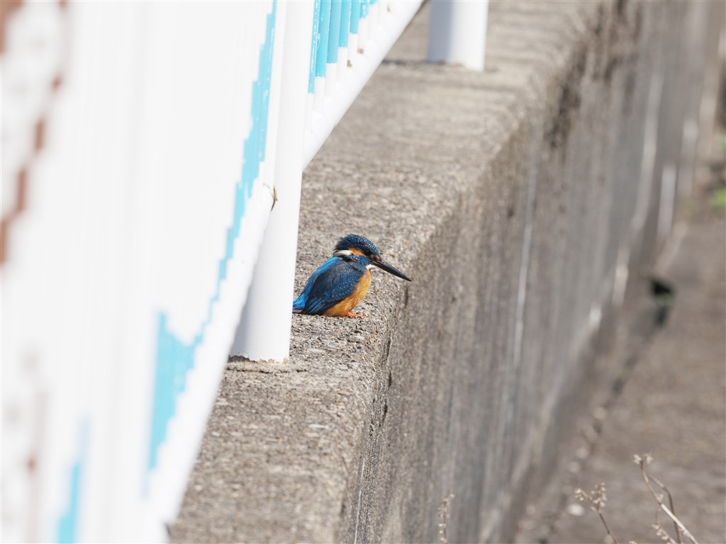 手持ちハイレゾを、カワセミで試してみた』 オリンパス OM-D E-M1 Mark