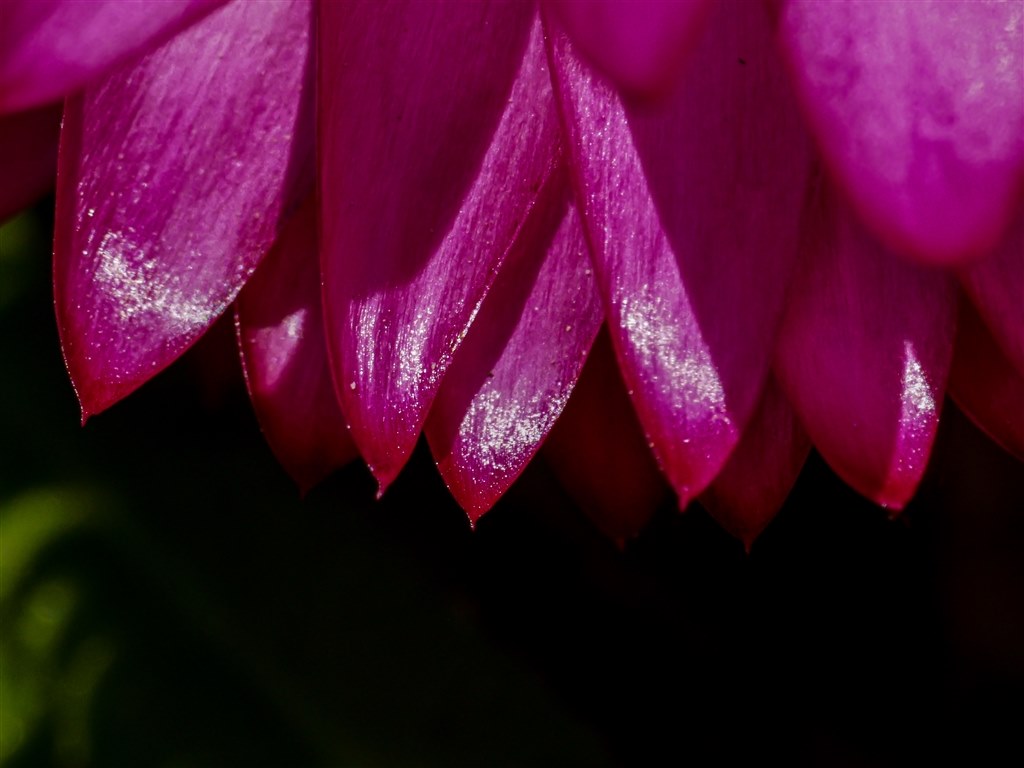 予想通り難しいレンズ』 中一光学 APO 85mm F2.8 SUPER MACRO 1-5X