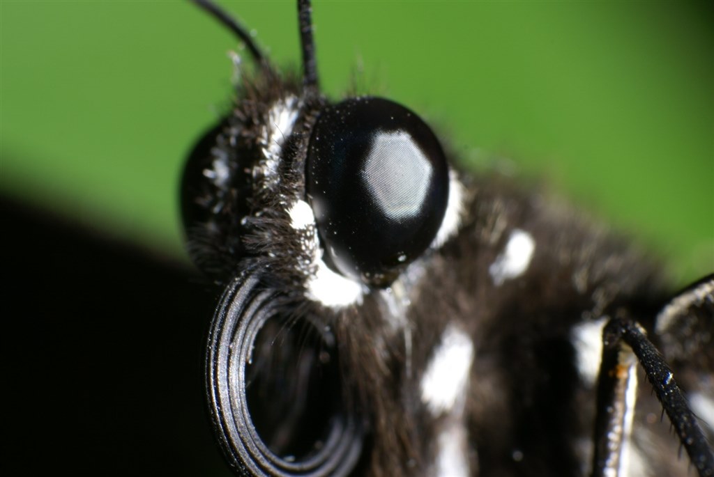 予想通り難しいレンズ』 中一光学 APO 85mm F2.8 SUPER MACRO 1