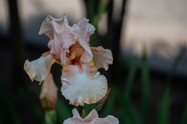 TAMRON SP AF90mm F/2.8 Di MACRO 1:1 (Model272EN II) (ニコン用)の