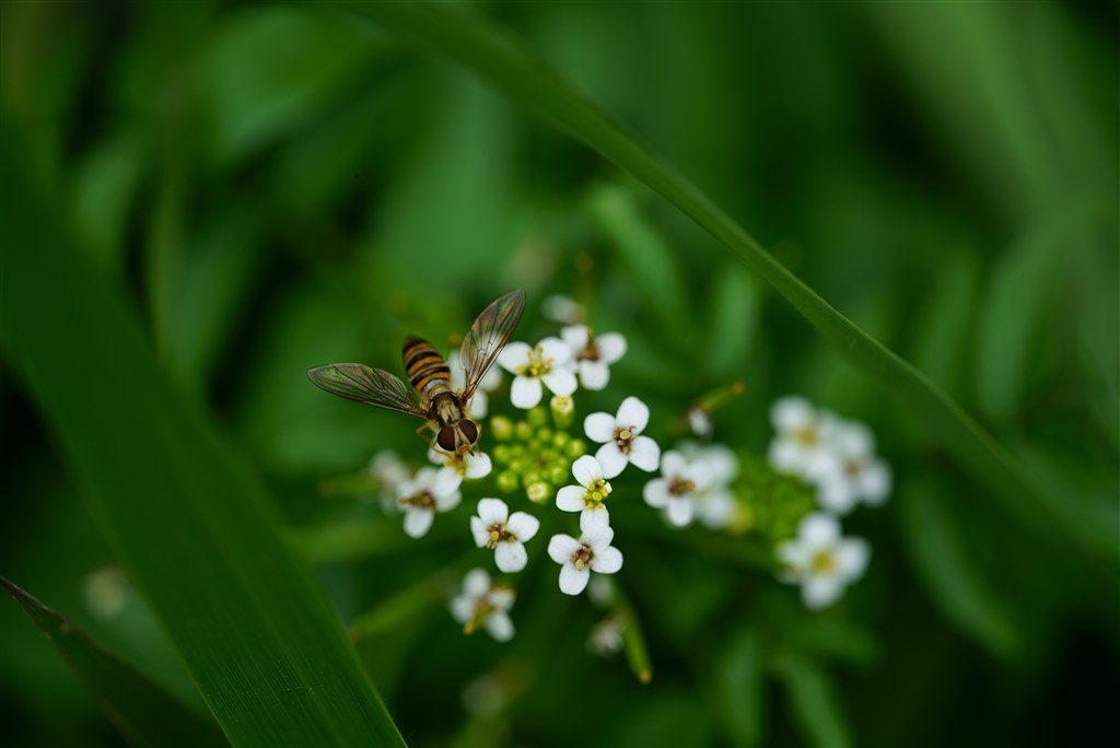 作例』 コシナ フォクトレンダー MACRO APO-LANTHAR 110mm F2.5 の