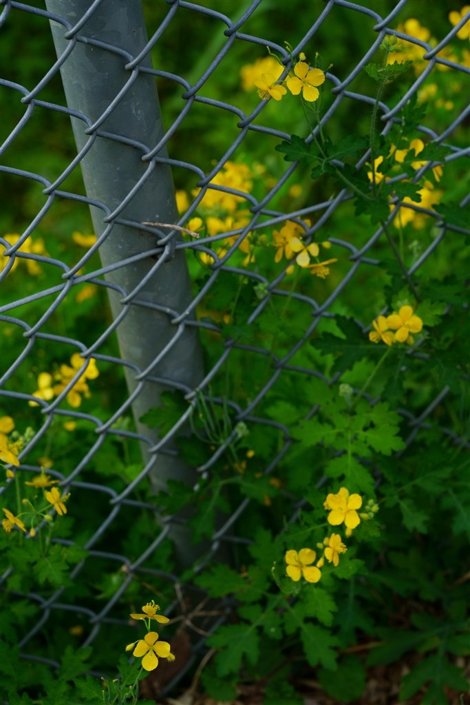 作例』 コシナ フォクトレンダー MACRO APO-LANTHAR 110mm F2.5 の