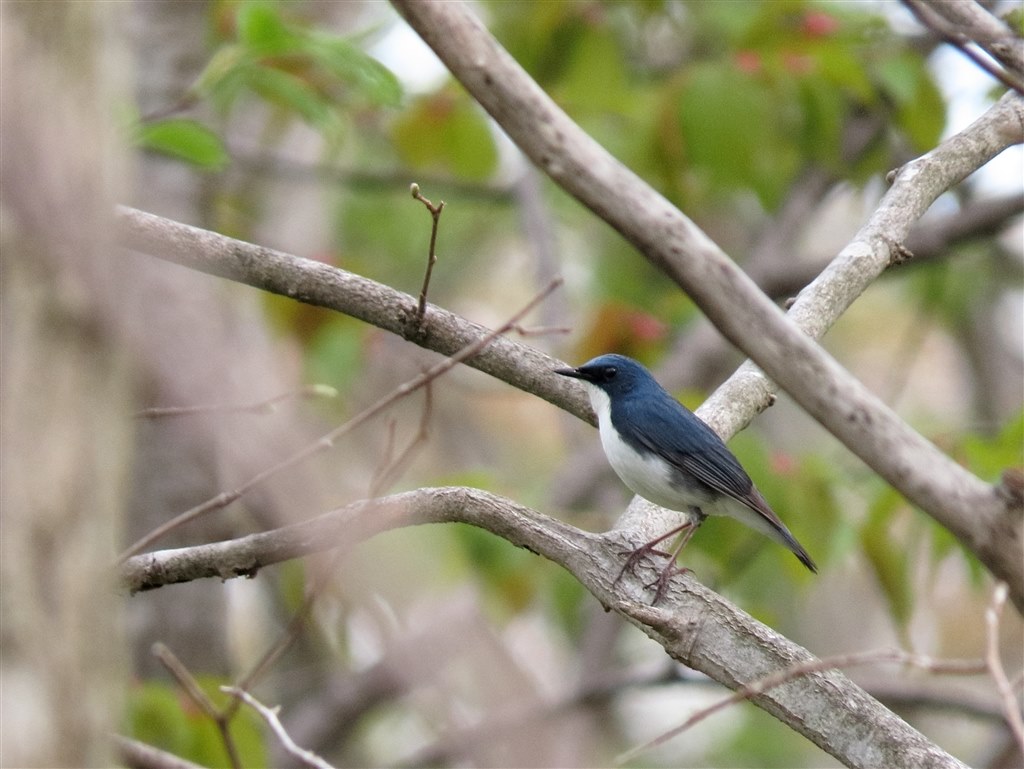 青い鳥たち（SX70HS作例）』 CANON PowerShot SX70 HS の
