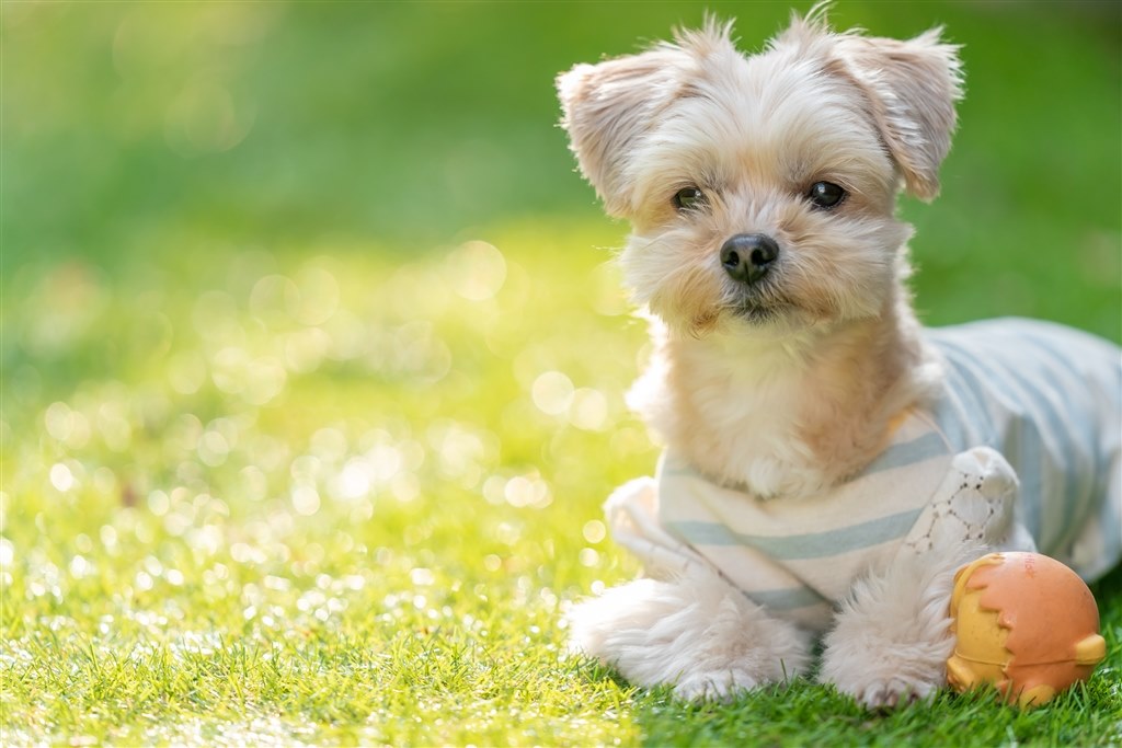 A９iiはニコキヤノの一眼レフ機を駆逐できるか Sony Ii Ilce 9m2 ボディ のクチコミ掲示板 価格 Com