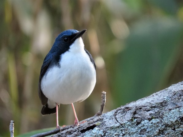 青い鳥たち（SX70HS作例）』 CANON PowerShot SX70 HS の