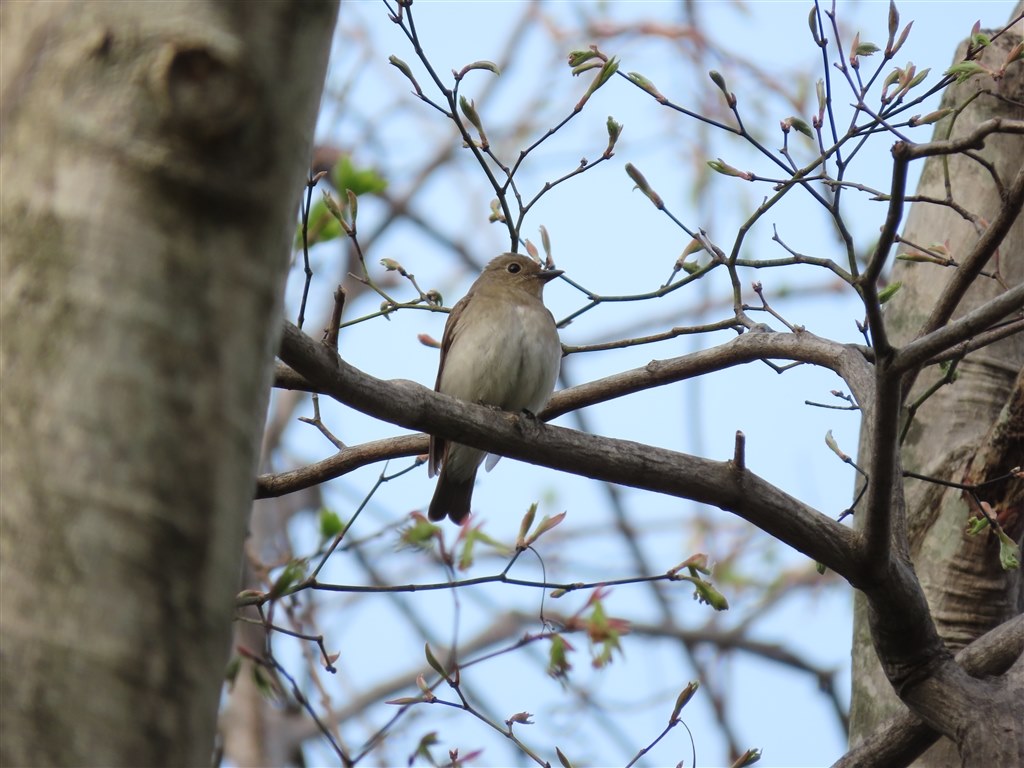 青い鳥たち（SX70HS作例）』 CANON PowerShot SX70 HS のクチコミ
