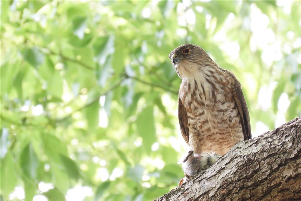 青い鳥たち（SX70HS作例）』 CANON PowerShot SX70 HS の