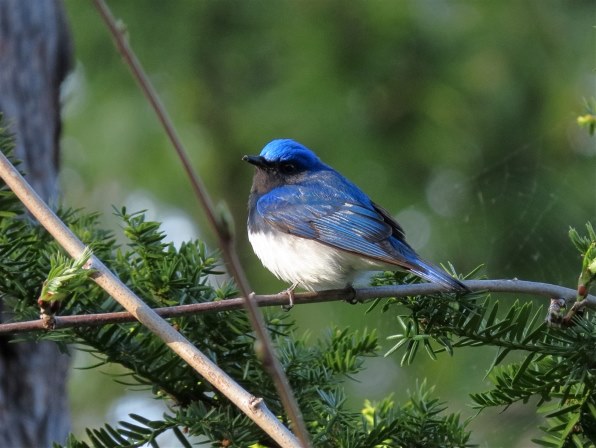 【作例あり】Canon PowerShot SX70HS SX70HSの実力』 CANON PowerShot SX70 HS のクチコミ掲示板 - 価格.com