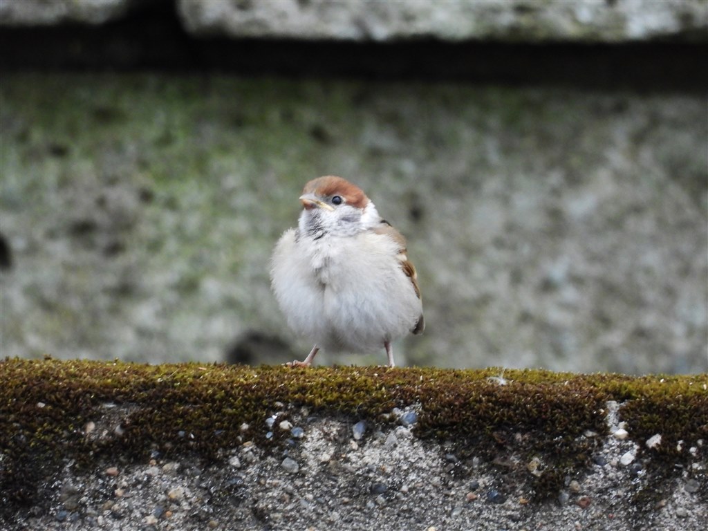 Coolpixで張り逃げ 令和2年 その7 ニコン Coolpix P1000 のクチコミ掲示板 価格 Com