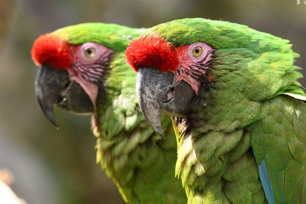 ❤即購入1000円OFF❤ニコン Nikon D7500 妥協しない本気の描写力 Amazon.co.jp: Nikon D7500 Digital SLR Camera, blk : Electronics