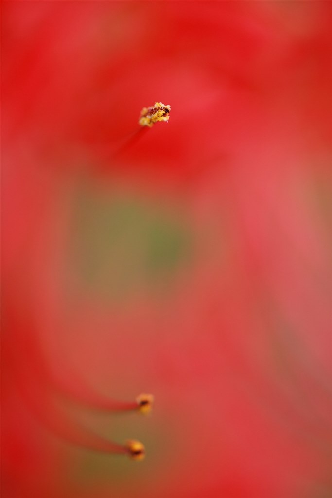 EF-S60マクロと』 CANON EF-S35mm F2.8 マクロ IS STM の EF-S60マクロと』 CANON EF-S35mm F2.8 マクロ IS STM の