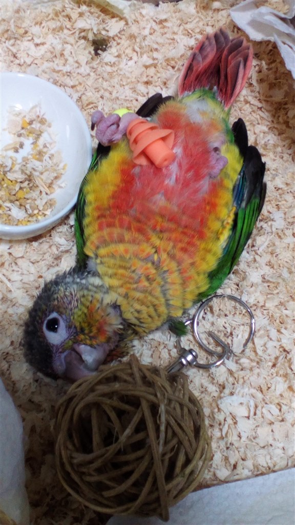 豆瑠璃羽の園に舞い降りた 空飛ぶ幼児~^O^~』 インコ ホオミドリアカオウロコインコ のクチコミ掲示板 - 価格.com