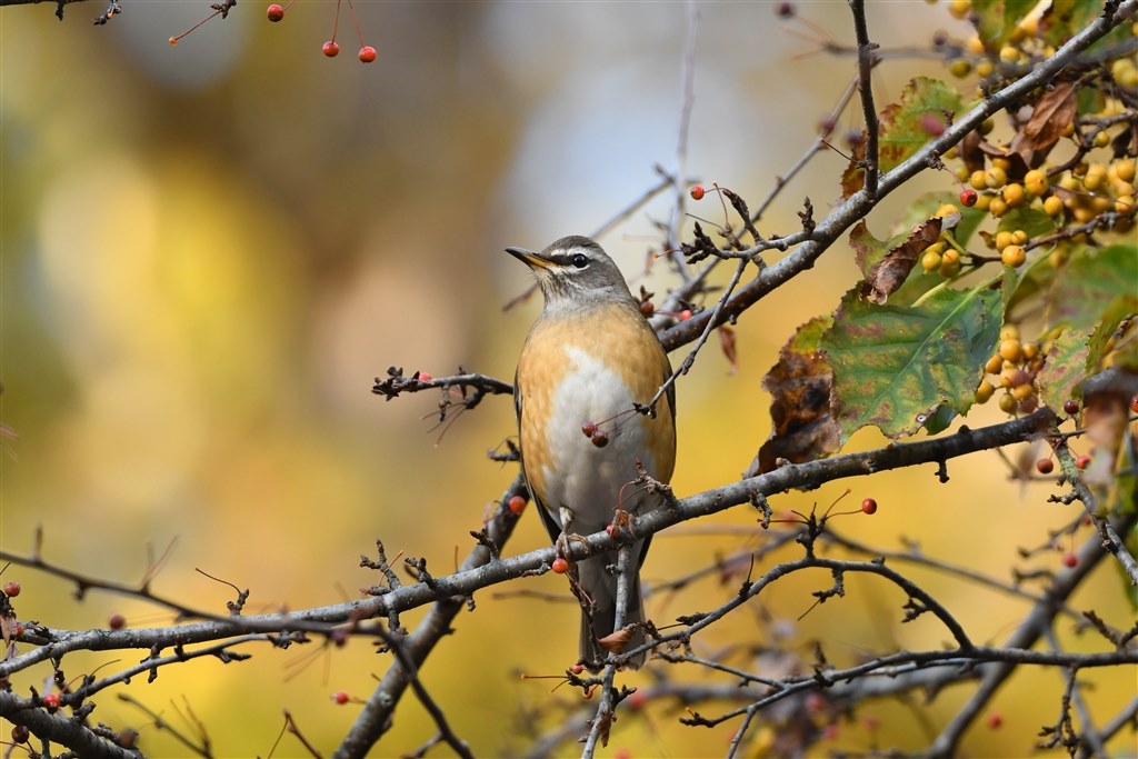 野鳥撮影のレンズについて』 ニコン AF-S NIKKOR 300mm f/4E PF ED VR