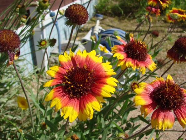 SONY サイバーショット DSC-F828投稿画像・動画 - 価格.com