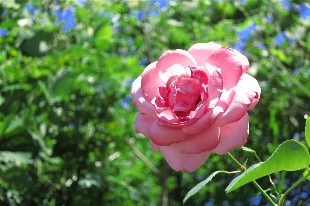 お宝おジャンク道♪ 56』 CANON PowerShot S100 のクチコミ掲示板