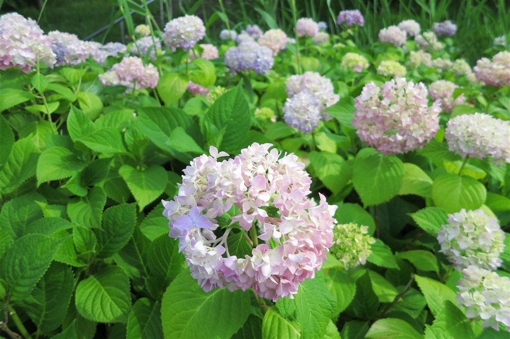 お宝おジャンク道♪ 56』 CANON PowerShot S100 のクチコミ掲示板