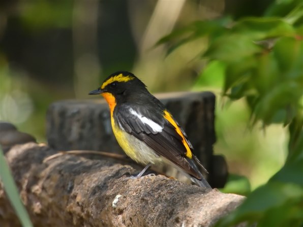 小池の大将　当歳魚2匹　約9.5～10㎝前後　動画有り　115 小池の大将 当歳魚2匹 約7.5㎝前後 動画有り 67