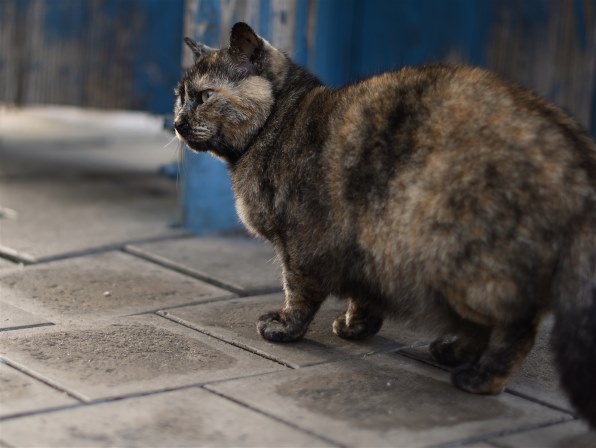 ライブビュー』 ニコン D5600 ダブルズームキット のクチコミ掲示板