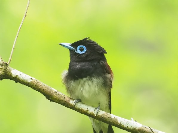 実木訓練鳥 オウム サンショウ木駅棒 鳥類訓練所 実木訓練鳥 オウム サンショウ木駅棒 鳥類訓練所8
