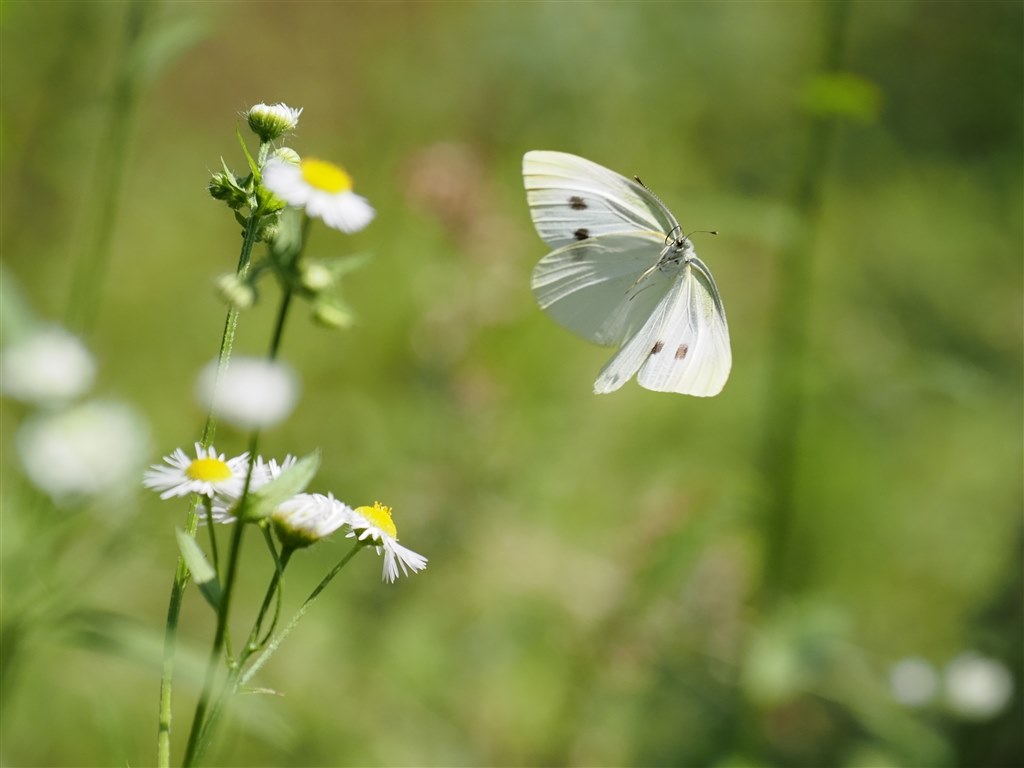 これからもm1mark 使い倒す人 作例募集します オリンパス Om D E M1 Mark Ii ボディ のクチコミ掲示板 価格 Com
