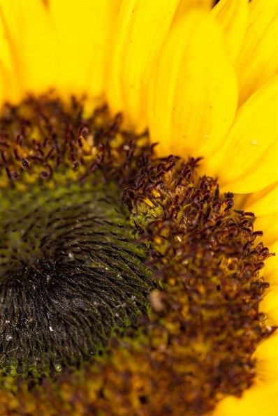 CANON MP-E65mm F2.8 1-5x マクロフォトで撮影された写真 - 価格.com