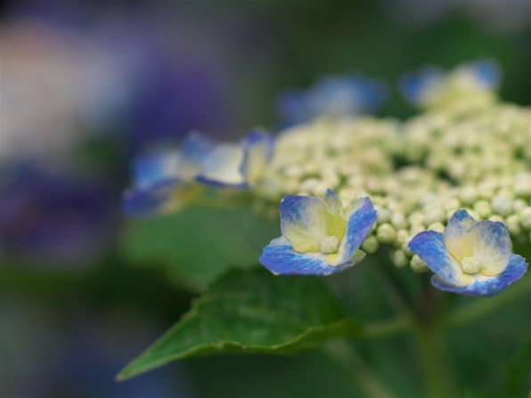 コシナ フォクトレンダー NOKTON 60mm F0.95で撮影された写真 - 価格.com