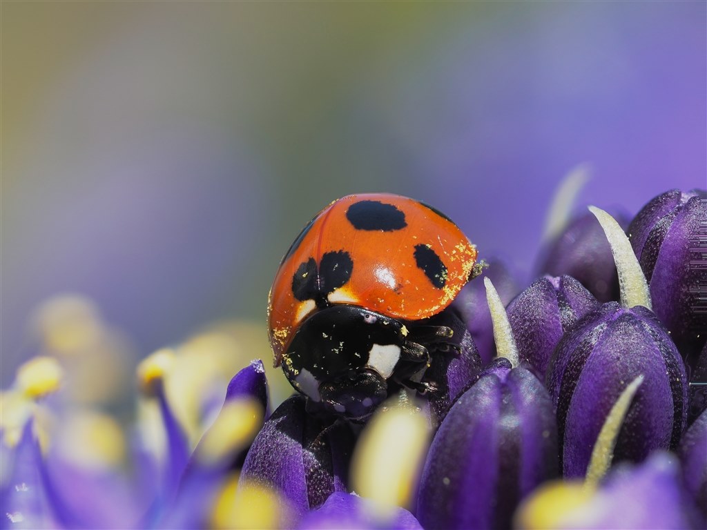 【ジャンク品】OLYMPUS M ED 60mm F2.8 Macro｜AF不良 ジャンク品】OLYMPUS M ED 60mm F2.8 Macro｜AF不良