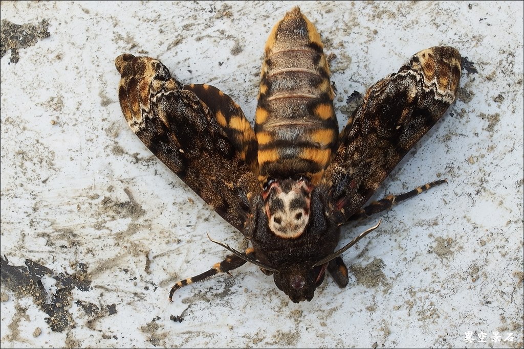 カメラ 虫 トップ の 名前