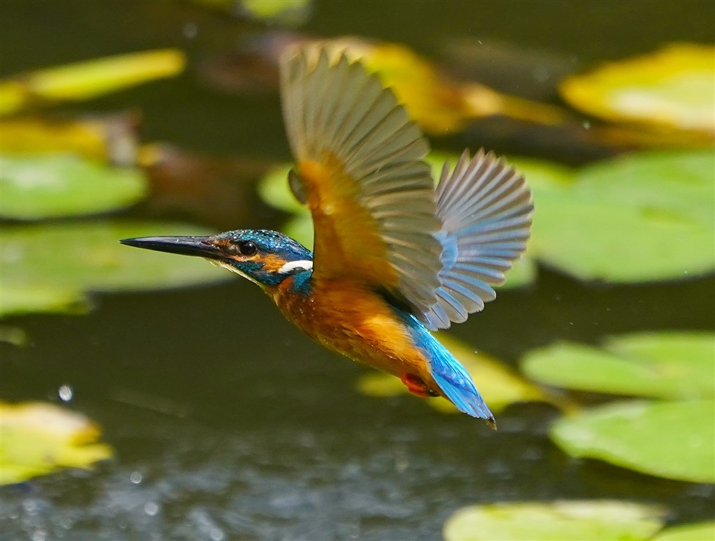 それでもフルサイズ Canon Rf100 500mm F4 5 7 1 L Is Usm のクチコミ掲示板 価格 Com
