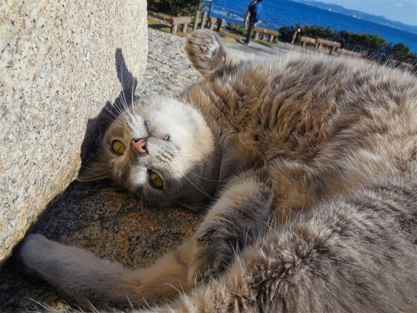 ニコン COOLPIX S6500で撮影された写真 - 価格.com