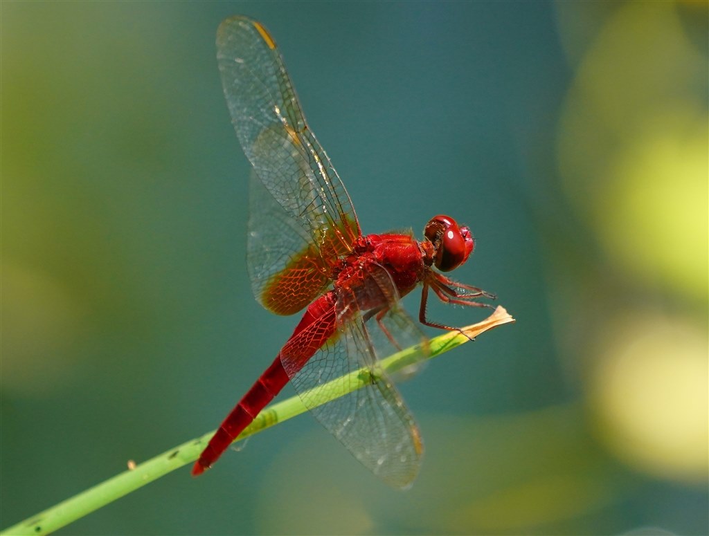 それでもフルサイズ Canon Rf100 500mm F4 5 7 1 L Is Usm のクチコミ掲示板 価格 Com