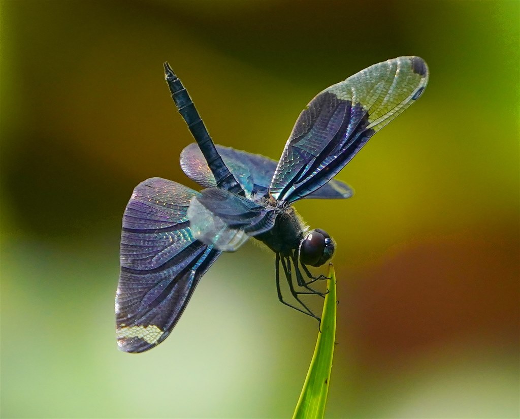 それでもフルサイズ Canon Rf100 500mm F4 5 7 1 L Is Usm のクチコミ掲示板 価格 Com