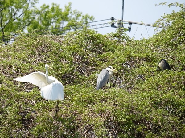 野鳥を撮るのですが』 CANON PowerShot SX70 HS のクチコミ掲示板