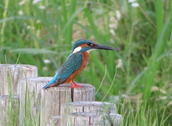 【作例あり】Canon PowerShot SX70HS Canon PowerShot SX70 HS: Digital Photography Review