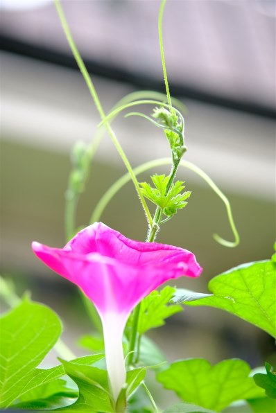 富士フイルム フジノンレンズ XF50mmF2 R WR [シルバー]投稿画像・動画