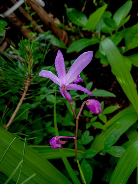 パナソニック LUMIX DMC-FX150で撮影された写真 - 価格.com