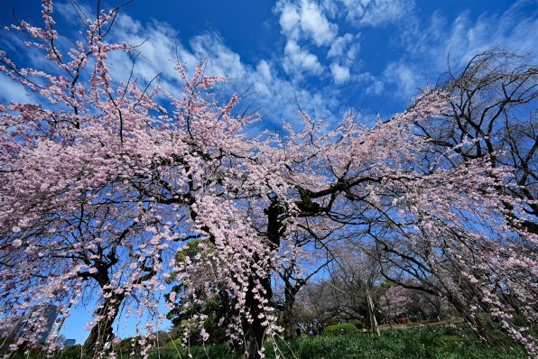 どうしますか』 ニコン NIKKOR Z 14-24mm f/2.8 S のクチコミ掲示板